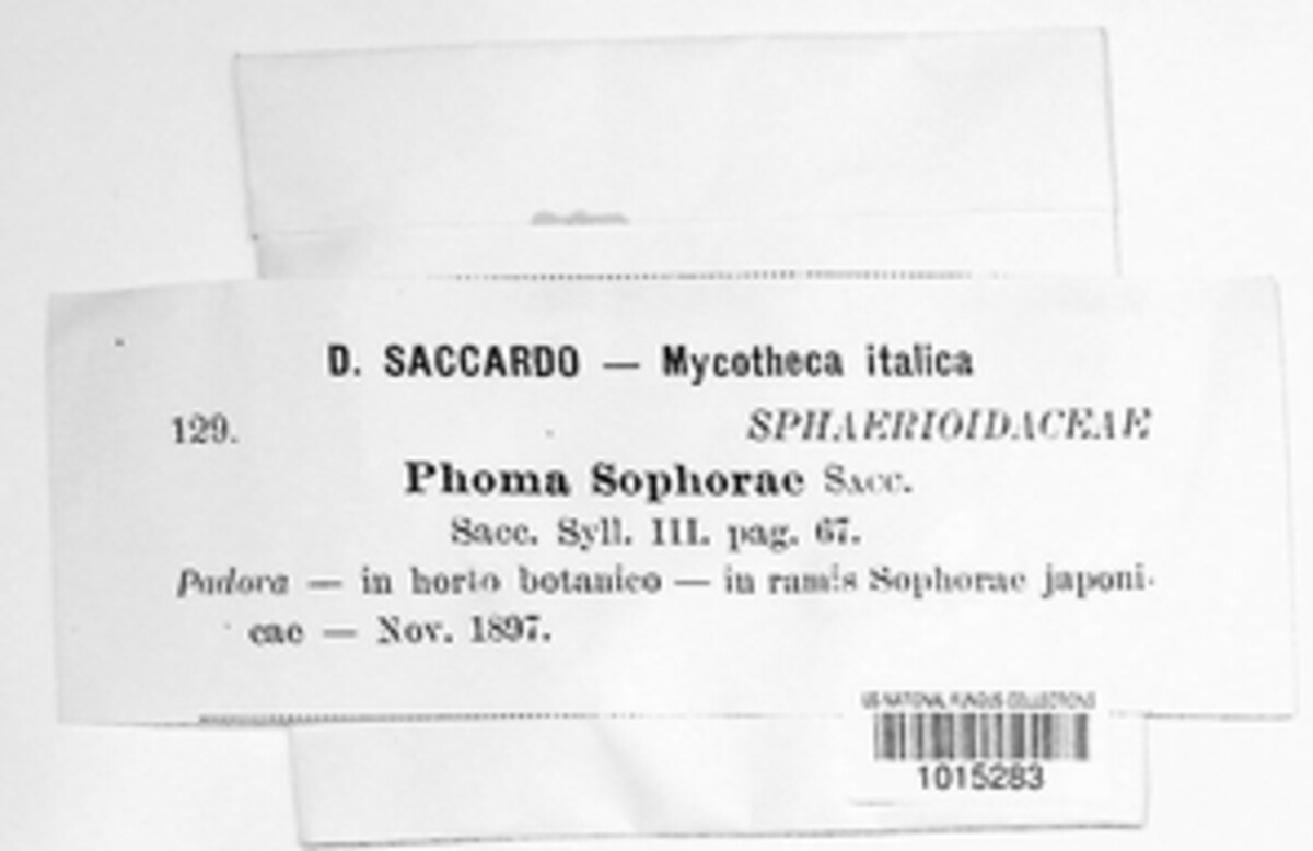 Diaporthe sophorae image
